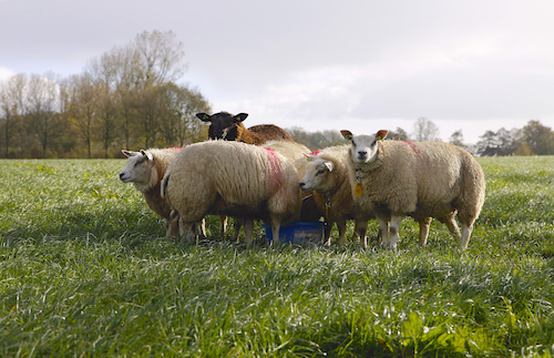 De schapen denken: wat doe jij in onze wei?
