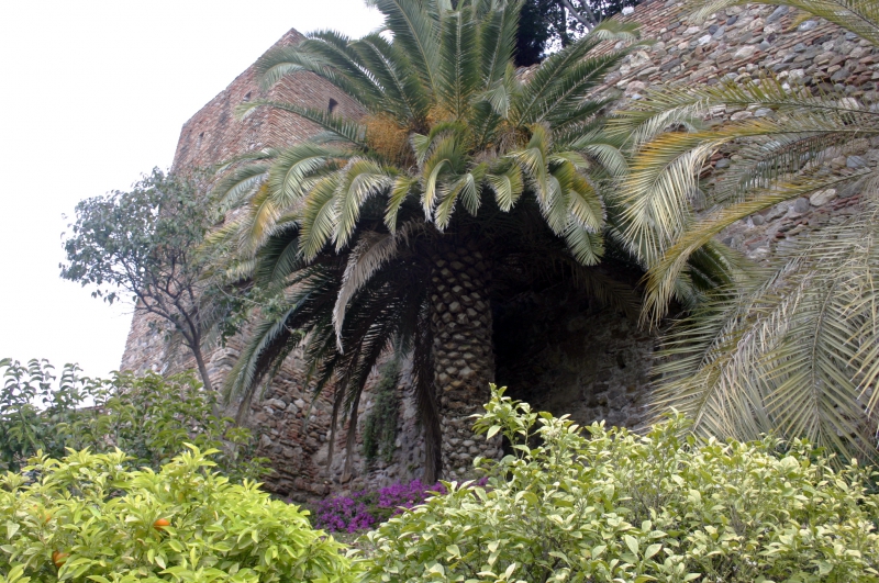 Grote palmen in het Alcazaba.