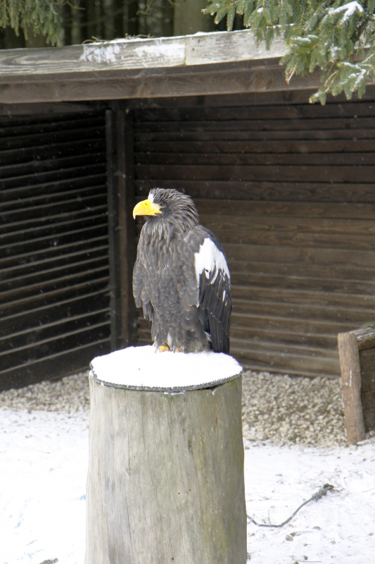 Wildpark roofvogel1