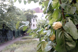 Groene binnenhofjes in Neustadt.