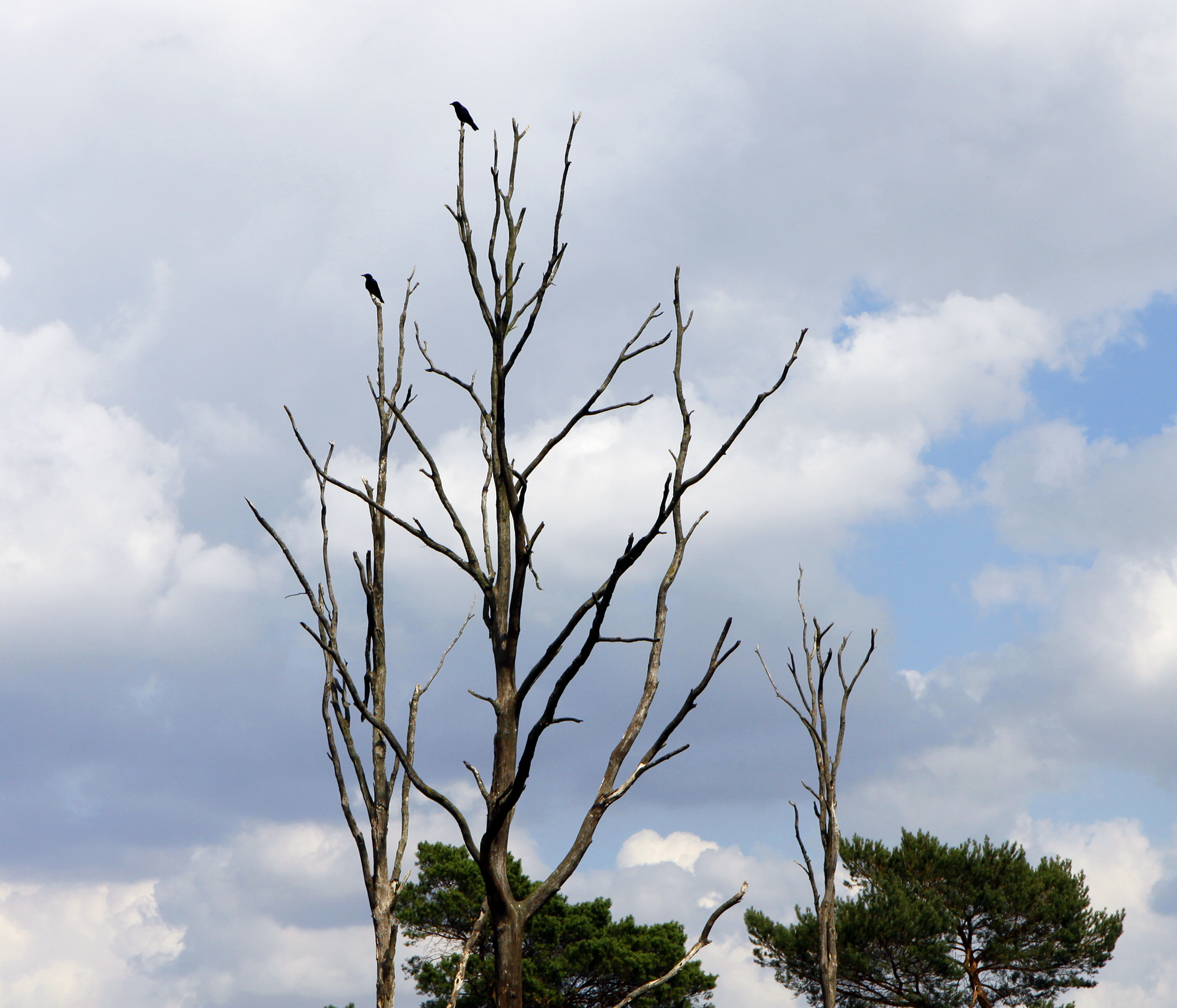 De dode, hoge bomen vormen een goed uitzichtpunt voor vogels.