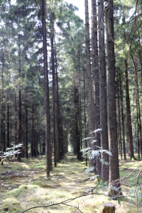 In een productiebos staan de bomen op een rij.