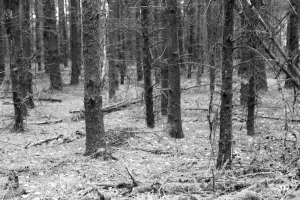 Het Strubbenbos, nog een laatste stukje bos tijdens deze etappe.