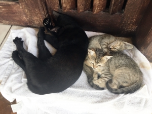 De kittens van het huis