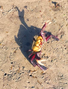 Een krab op het strand