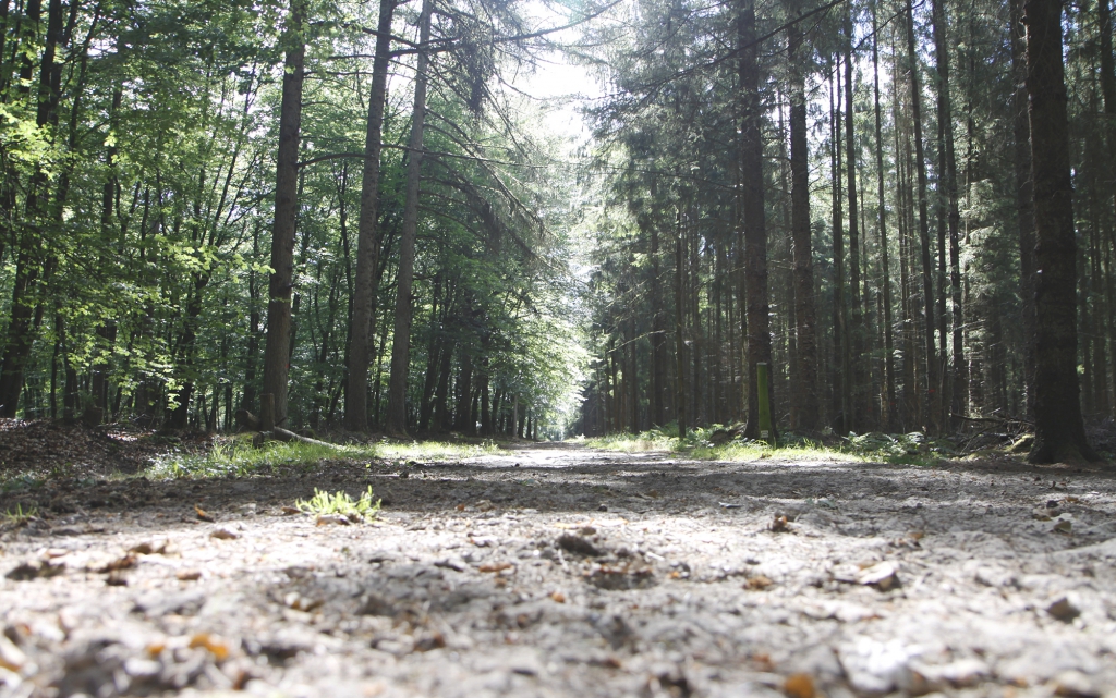 Langgerekte paden door het bos.