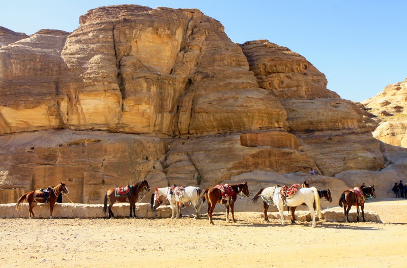 Paarden bij Petra