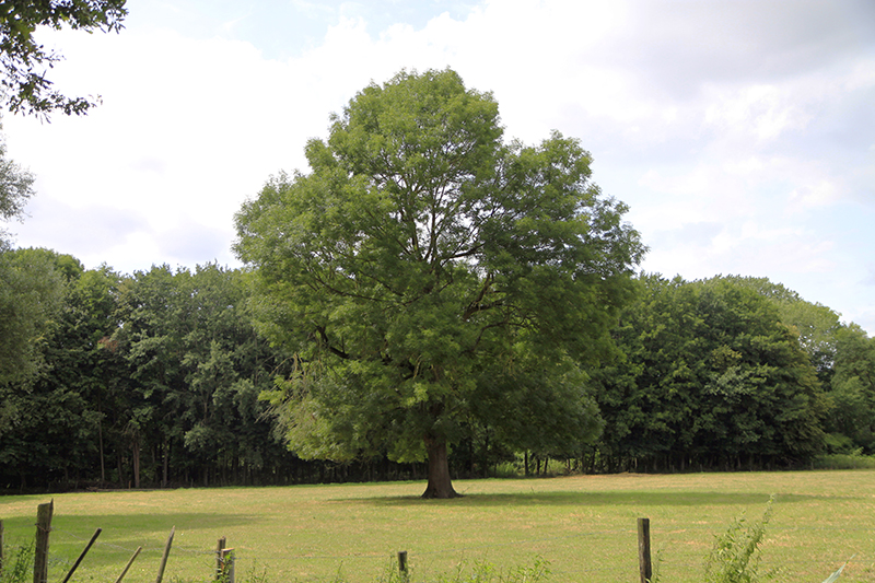 Een eenzame boom