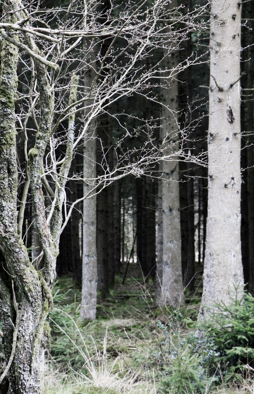 Griezelen in een donker bos