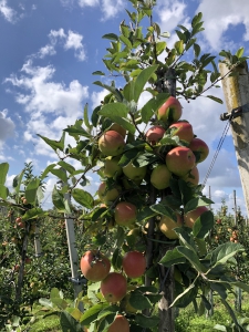 Appels bij de fruitkwekerij