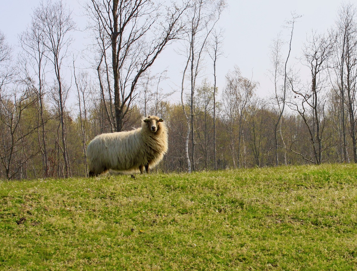 Knappe schaapjes op de dijk