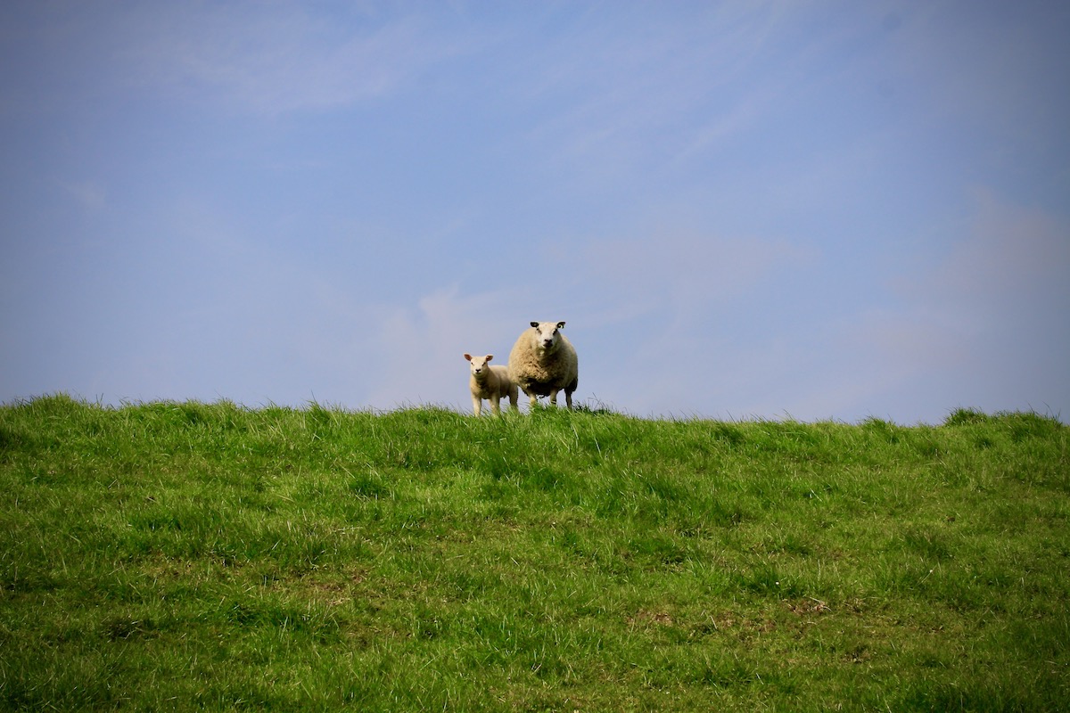 Schaapje en lammetje genieten van het uitzicht