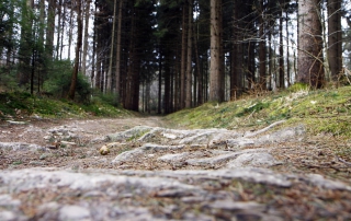 Het bos wordt steeds dichter begroeid.