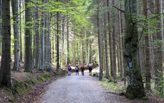 Door het Tsjechische bos